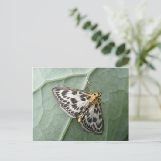 Kleine Magpie Moth Postkarte (Stehend Vorderseite)