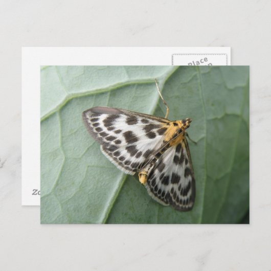 Kleine Magpie Moth Postkarte (Vorne/Hinten)