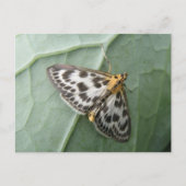 Kleine Magpie Moth Postkarte (Vorderseite)
