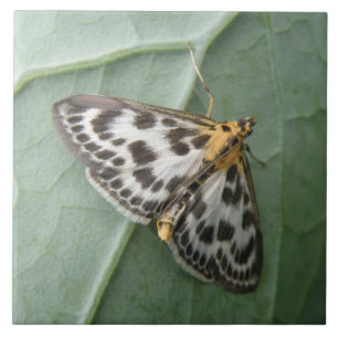 Kleine Magpie Moth Tile Fliese