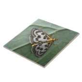 Kleine Magpie Moth Tile Fliese (Seite)