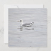 Kleine Möwe (Rückseite)