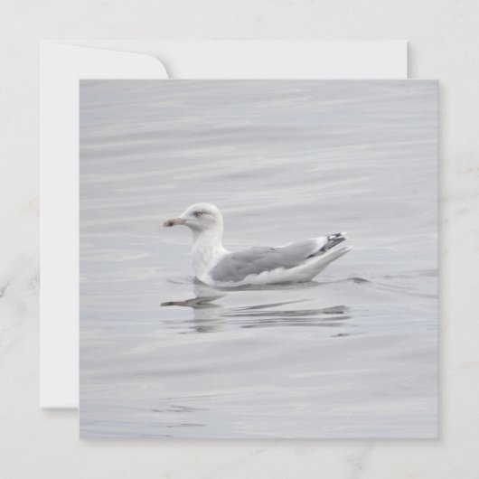 Kleine Möwe (Vorderseite)