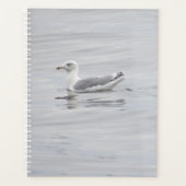 Kleine Möwe Planer (Vorderseite)