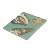 Kleine Muschel Trio auf Aquamarin Fliese (Seite)