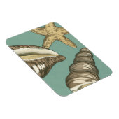 Kleine Muschel Trio auf Aquamarin Magnet (Rechte Seite)