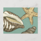 Kleine Muschel Trio auf Aquamarin Postkarte (Vorderseite)