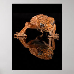 Kleine Niedliche Lizard Reptil mit Reflektion Poster