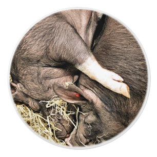 KLEINE NIEDLICHE SCHWEINE KERAMIKKNAUF