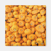 Kleine Orange Fall Harvest Pumpkins Magnet (Vorne)