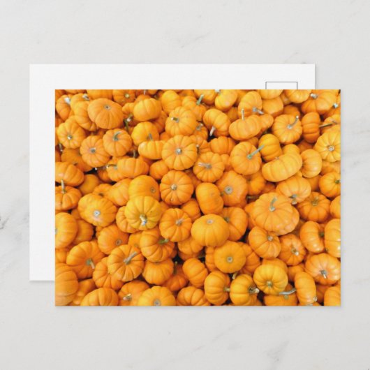 Kleine Orange Fall Harvest Pumpkins Postkarte (Vorne/Hinten)