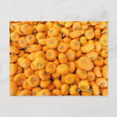 Kleine Orange Fall Harvest Pumpkins Postkarte (Vorderseite)