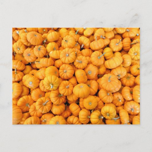 Kleine Orange Fall Harvest Pumpkins Postkarte (Vorderseite)