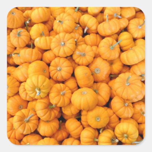 Kleine Orange Fall Harvest Pumpkins Quadratischer Aufkleber (Vorderseite)