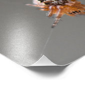 Kleine Orange Niedlich Spider Fotodruck (Ecke)