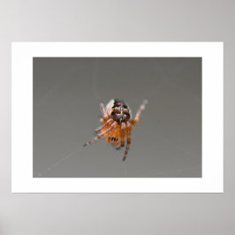 Kleine Orange Niedlich Spider Poster
