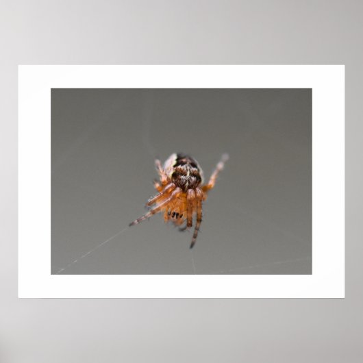 Kleine Orange Niedlich Spider Poster (Vorne)