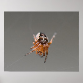 Kleine Orange Niedlich Spider Poster
