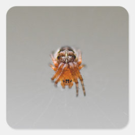 Kleine Orange Niedlich Spider Quadratischer Aufkleber