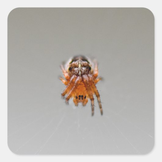 Kleine Orange Niedlich Spider Quadratischer Aufkleber (Vorderseite)