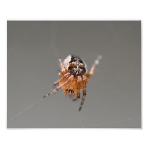 Kleine orange süße Spinne Fotodruck
