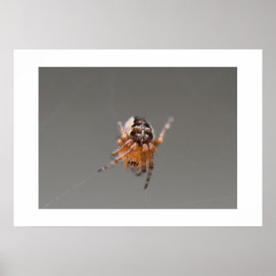 Kleine orange süße Spinne Poster