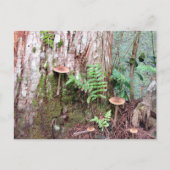 Kleine Pilze Postkarte (Vorderseite)
