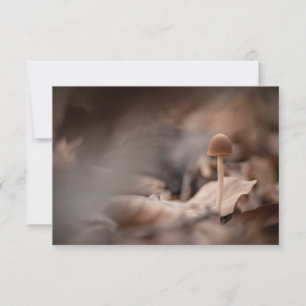 Kleine Pilznatur-Fotokarte