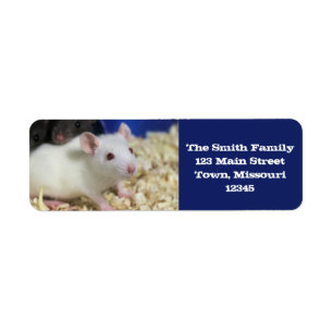 Kleine Ratte