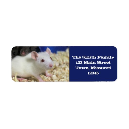Kleine Ratte (Vorne)