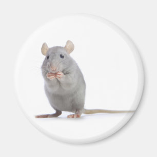 kleine Ratte Magnet
