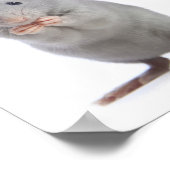 Kleine Ratte Poster (Ecke)