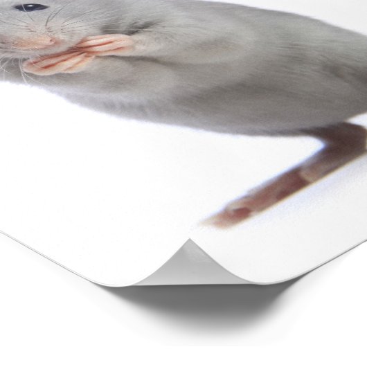 Kleine Ratte Poster (Ecke)
