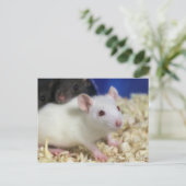 Kleine Ratte Postkarte (Stehend Vorderseite)