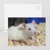 Kleine Ratte Postkarte (Vorne/Hinten)