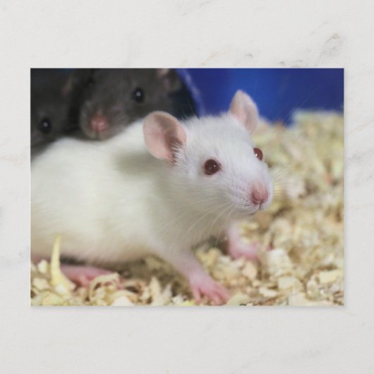 Kleine Ratte Postkarte (Vorderseite)
