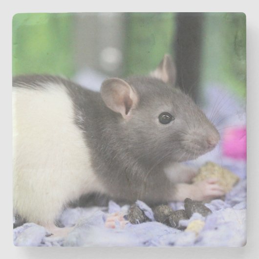 Kleine Ratte Steinuntersetzer (Vorderseite)