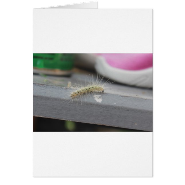 Kleine Raupe (Vorne)