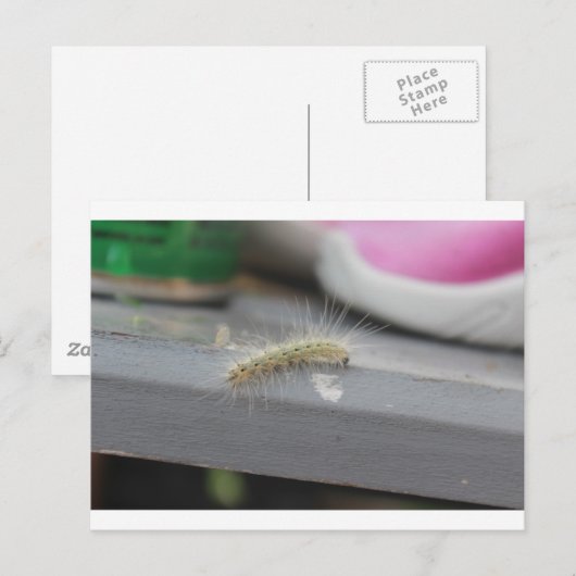 Kleine Raupe Postkarte (Vorne/Hinten)
