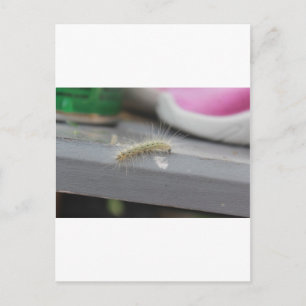 Kleine Raupe Postkarte