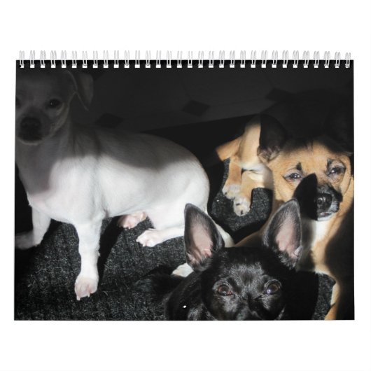Kleine Rettung Hunde 12-monatiger Kalender (Titelbild)