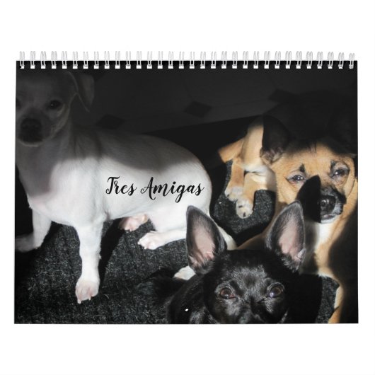 Kleine Rettung Hunde 12-monatiger Kalender (Titelbild)