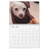 Kleine Rettung Hunde 12-monatiger Kalender (Mär 2027)