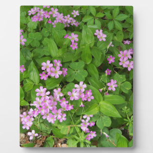 Kleine, rosa, delikate Wildblumen Fotoplatte