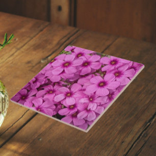 Kleine rosa Oxalis-Blüten Blumen Fliese