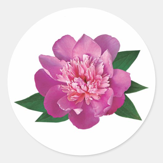 Kleine Rosa Peony Runder Aufkleber (Vorderseite)