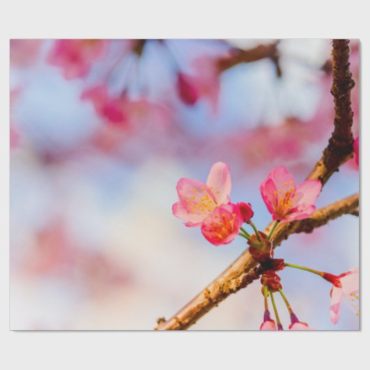 Kleine, rosa Sakura Schönheit im Frühling Geschenkpapier (Flach)