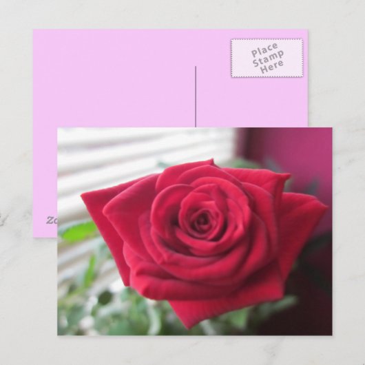 Kleine Rose Postkarte (Vorne/Hinten)