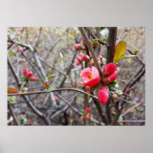 kleine rote Blume Poster (Vorne)