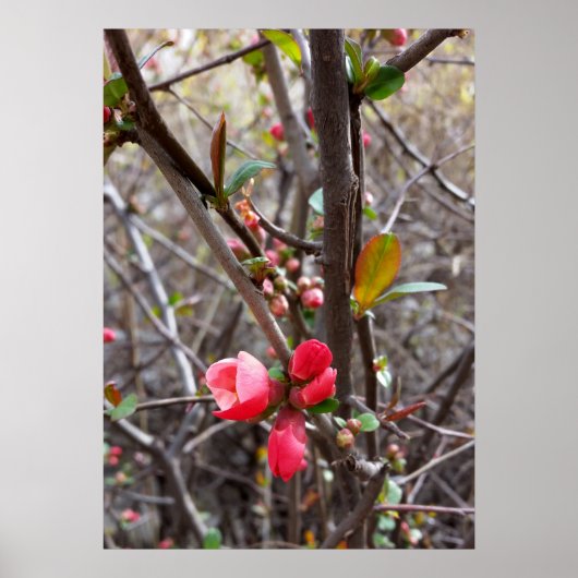 kleine rote Blume Poster (Vorne)
